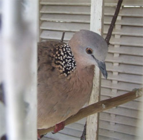 7 truong sa dat vao nguoi anh 2