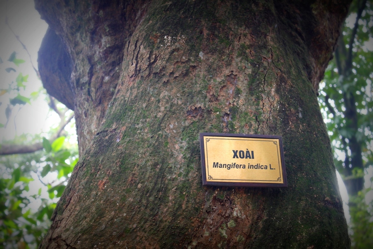 duong-xoai3
