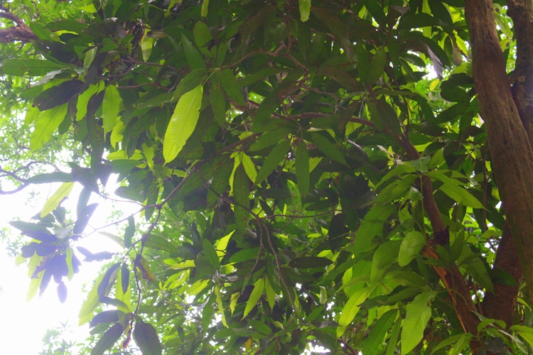 duong-xoai5