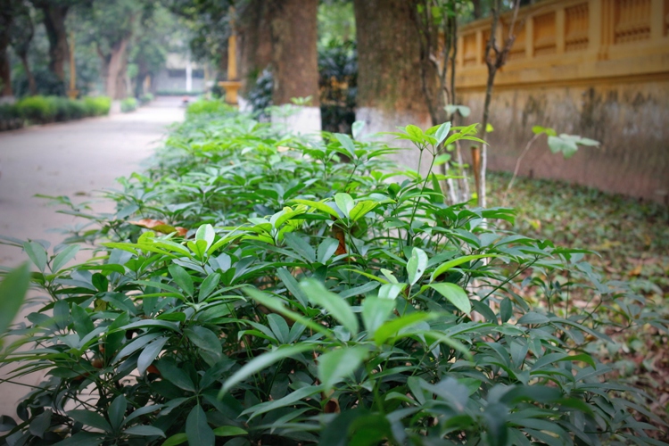 duong-xoai7