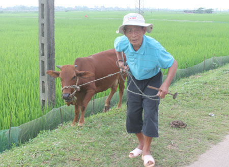 Cng vi c th² ng ngay c a ng² i lfnh npm x²a khi ng     cßi tu i x²a nay hi m.