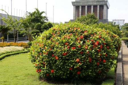 Mẫu đơn