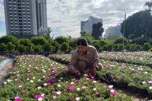 Tích cực góp phần tạo nên cảnh quan khu vực Lăng Chủ tịch Hồ Chí Minh