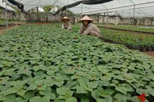 Vườn ươm của những loài hoa, cây cảnh chất lượng cao